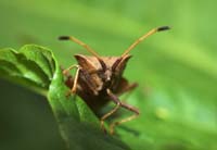 Insekten/Spinnen