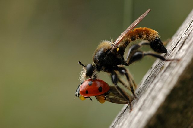 insekten_01.jpg