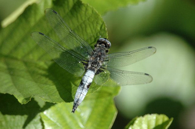 insekten_02.jpg