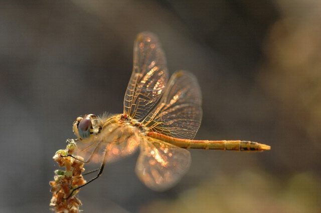 insekten_08.jpg