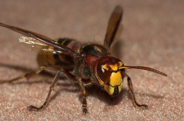 insekten_10.jpg
