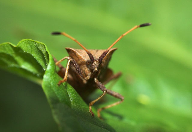 insekten_11.jpg