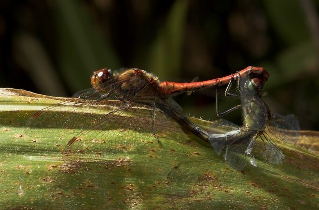 insekten_16.jpg