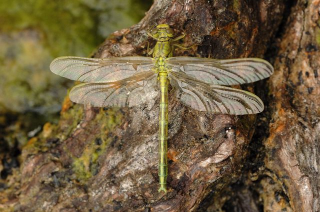 insekten_19.jpg