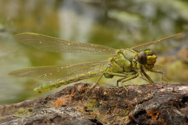 insekten_20.jpg