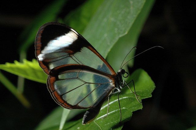 insekten_22.jpg