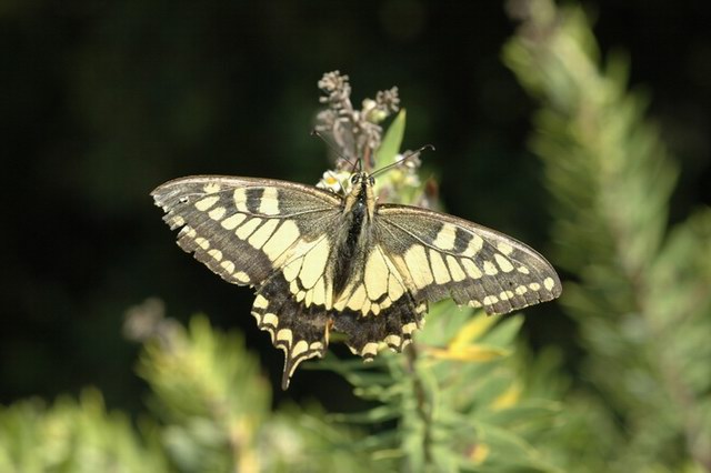 insekten_23.jpg
