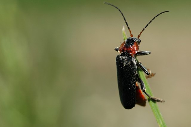 insekten_25.jpg