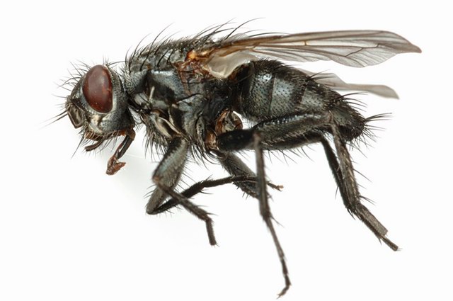 insekten_26.jpg