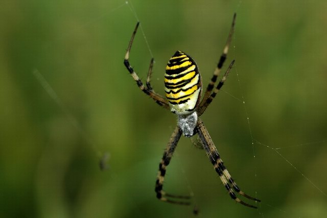 insekten_27.jpg