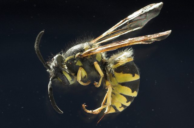 insekten_28.jpg