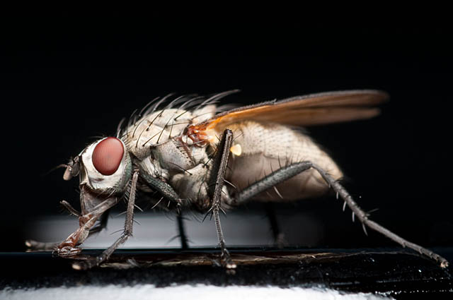 insekten_32.jpg