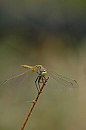 insekten_05.jpg