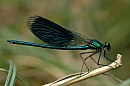 insekten_07.jpg
