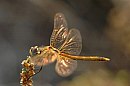 insekten_08.jpg