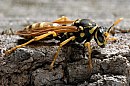 insekten_09.jpg