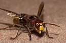 insekten_10.jpg