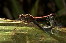 insekten_16.jpg