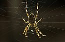 insekten_17.jpg