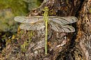 insekten_19.jpg