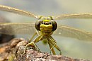 insekten_21.jpg