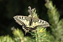 insekten_23.jpg