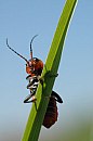 insekten_24.jpg