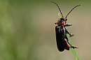 insekten_25.jpg