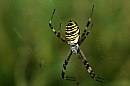 insekten_27.jpg
