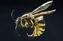 insekten_28.jpg