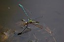 insekten_29.jpg