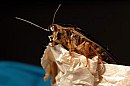 insekten_30.jpg