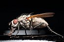 insekten_32.jpg